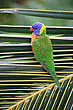 Lorikeet photo