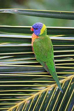 Lorikeet photo