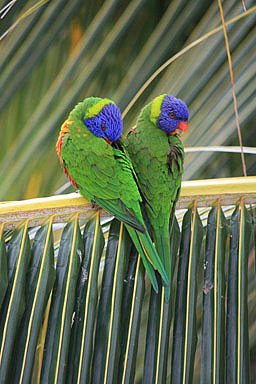 Lorikeets photo