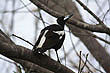 Australian Magpie photo