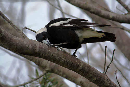 Australian Magpie photo