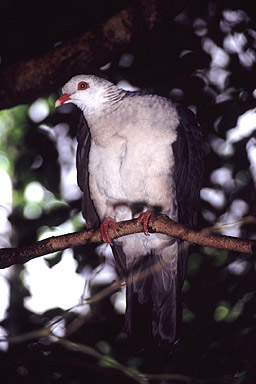 White-headed Pigeon photo