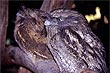 Tawny Frogmouth photo