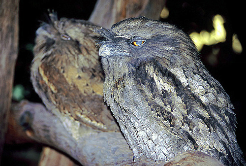 Tawny Frogmouth photo