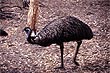 Emu photo