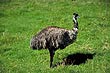 Emu photo