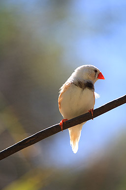 Chestnut Flanked White Zebra Finch photo