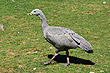 Cape Baron Goose photo