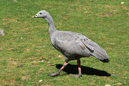 Cape Barren Goose photo