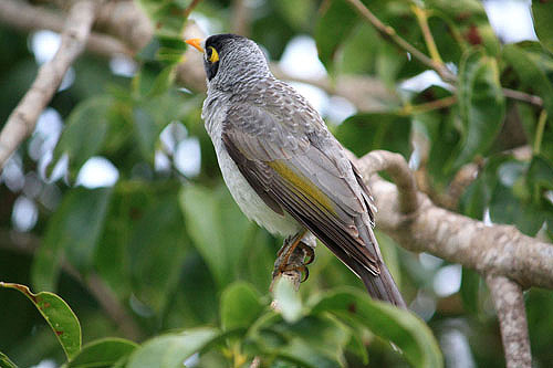 Australian Honey Eater photo