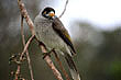 Honeyeaters photos