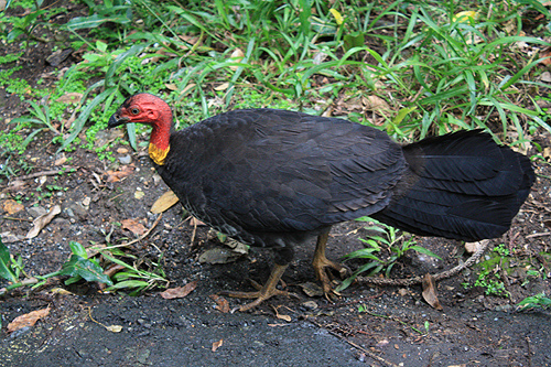 Brush Turkey photo