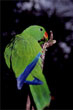 Eclectus Parrot photo