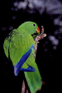 Eclectus Parrot photo