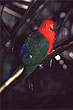 King Parrot photo