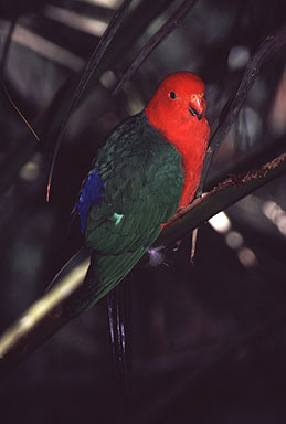 King Parrots photo