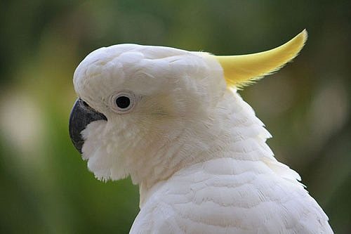 Sulfur Crested Cockatoo View photo