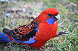 Rosella photo