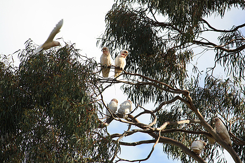 Pink Cockatoos photo