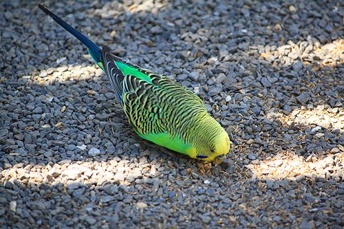 Budgerigar photo