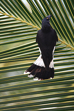 Pied Currawong photo