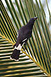 Pied Currawong photo