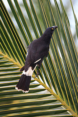Pied Currawong photo