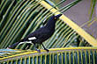 Pied Currawong photo