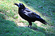 Australian Raven photo