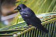 Australian Raven photo