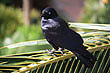 Australian Raven photo