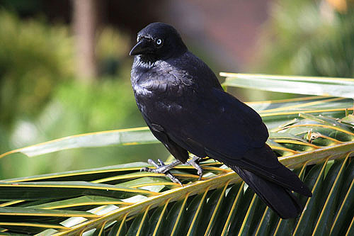 Australian Raven with Black Plumage photo