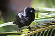 Australian Raven photo