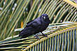 Australian Raven photo