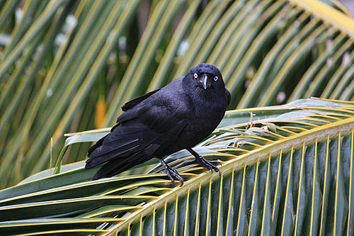 Australian Raven (an Australian Corvid) photo