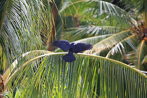 Australian Raven with outspread wings photo