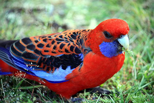 Feeding Rosella photo