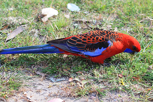 Feeding Rosella photo