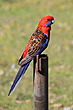 Rosella photo