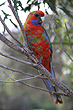 Australian Cockatoos photo