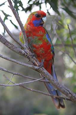 Rosella in a Tree photo