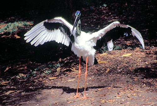 Jabiru photo