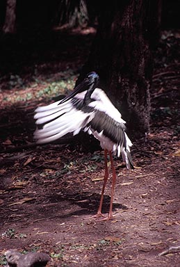 Jabiru photo