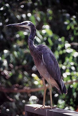 White-faced Heron photo