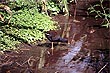 Dusky Moorhen photo