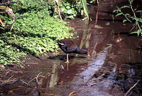 Dusky Moorhen photo