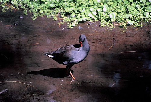 Dusky Moorhen photo