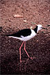 Black-Winged Stilt photo