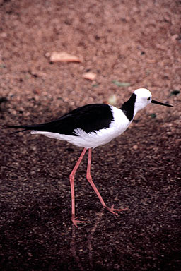 Black-Winged Stilt photo