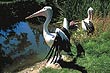 Australian Pelicans photo